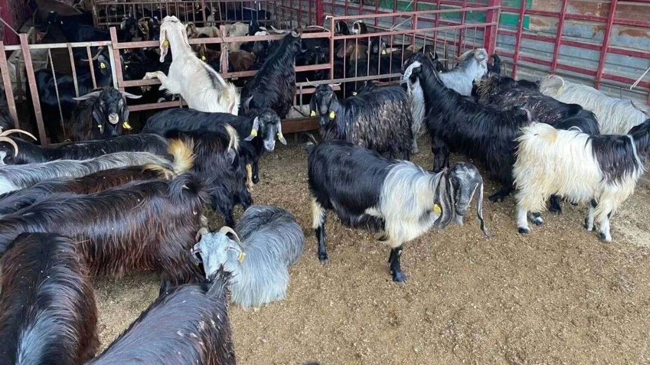 Kahramanmaraş’ın çevre illerinde kurbanlık fiyatları ne kadar?