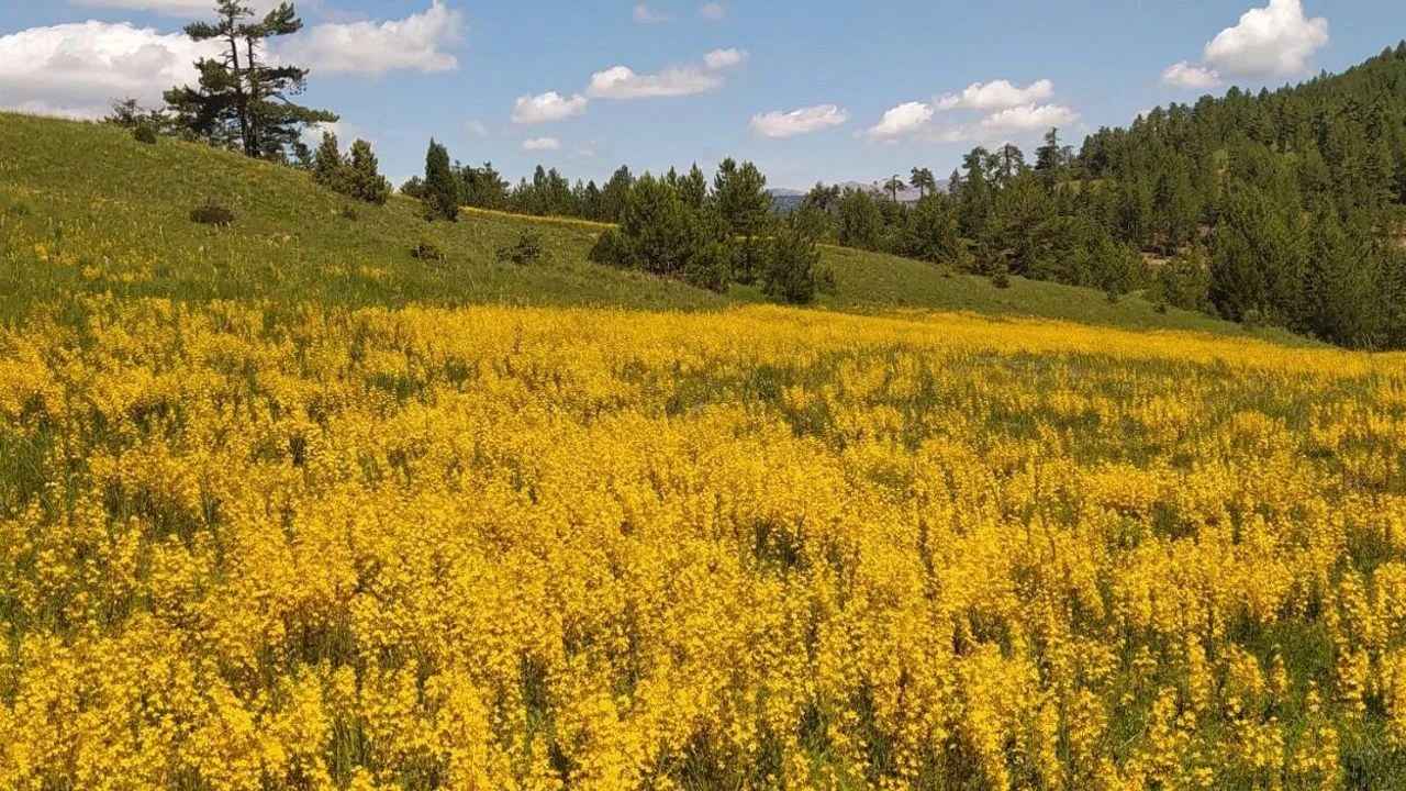 Kahramanmaraş doğasının sarı şifası yeniden açtı