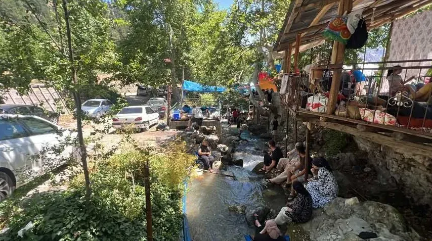 Ardıç
