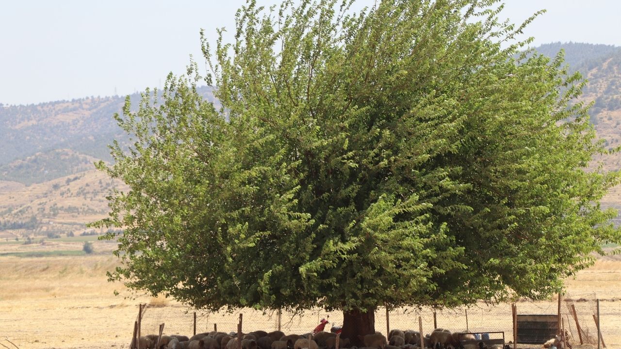 Son Kapak (1)