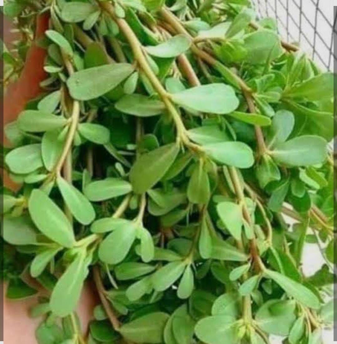 Whatsapp Image 2026 07 17 At 10.39.10