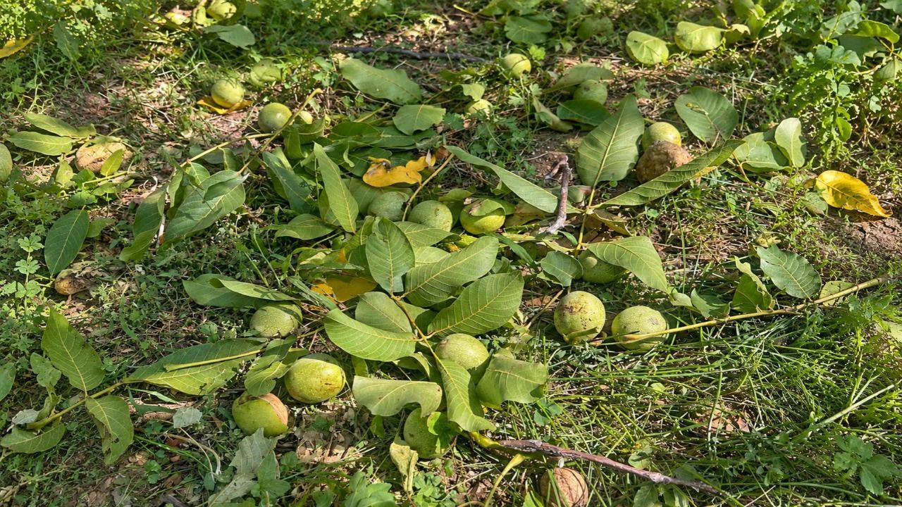 Kayalık (17)
