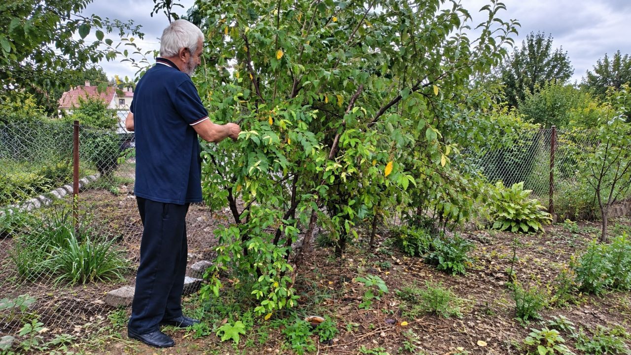 Ece Değiştirme (45)