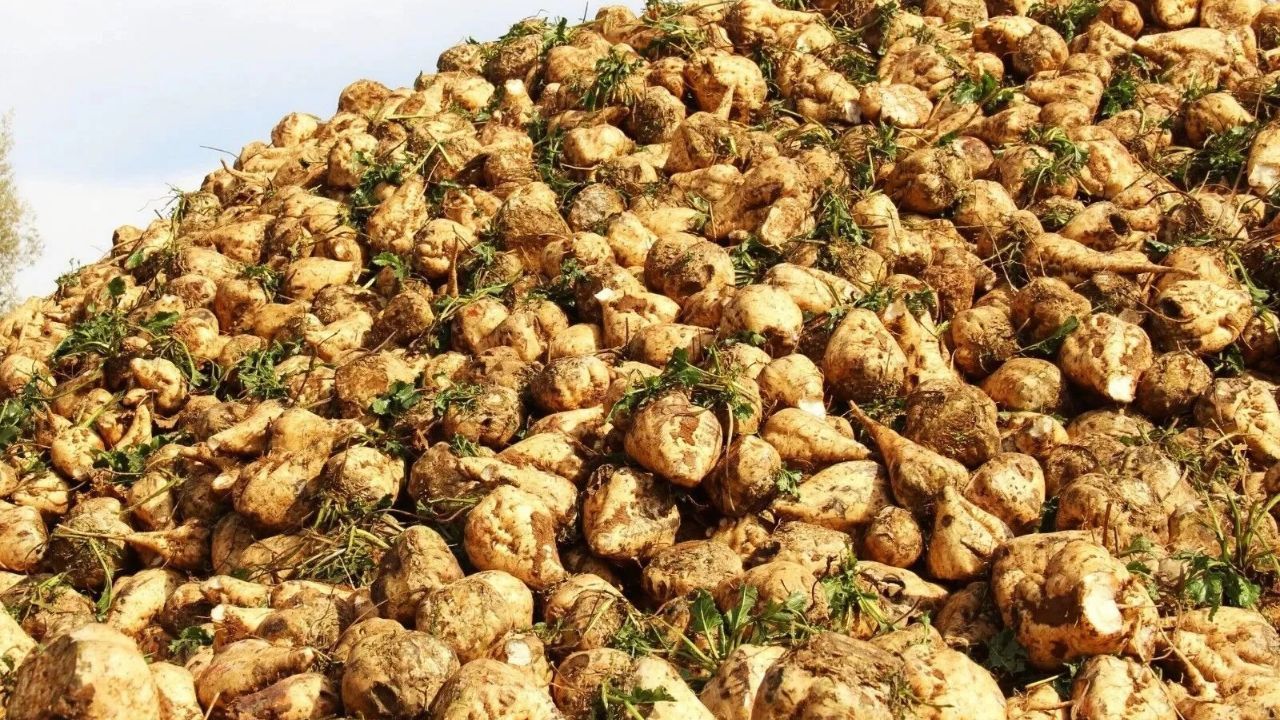 Kahramanmaraş’ta Şeker Pancarı Üretimi 500 Bin Tona Yaklaşıyor